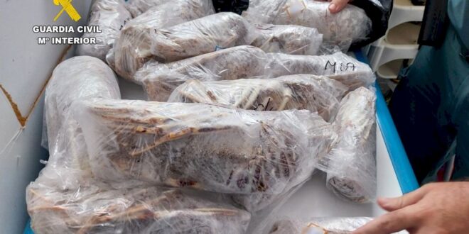 Police discover black market octopus and other seafood being sold at restaurant on Spain’s Costa Blanca