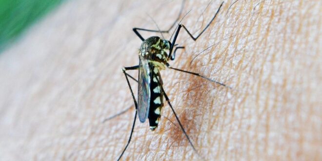 Spain's West Nile virus death toll rises to six: Woman dies after being bitten by an infected mosquito in Sevilla province - CSN