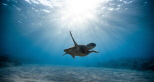 Turtle hatchlings saved from harm « Euro Weekly News