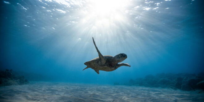 Turtle hatchlings saved from harm « Euro Weekly News