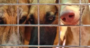 ACE dog shelter fundraiser success « Euro Weekly News