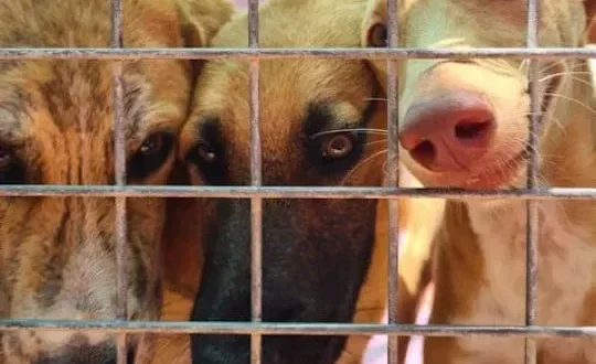 ACE dog shelter fundraiser success « Euro Weekly News