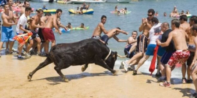 Bull In Bous A La Mar