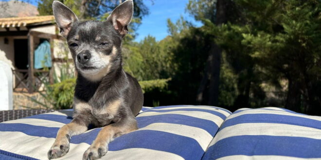How to make sure your dogs stay well during the heatwave; top tips « Euro Weekly News