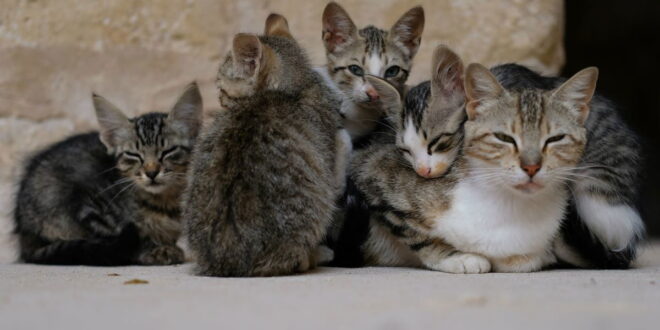 Houses demolished amid fears that cats killed « Euro Weekly News - CSN