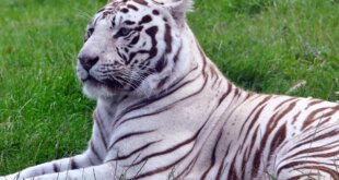 Selwo Zoos Open Registration for School Visits « Euro Weekly News