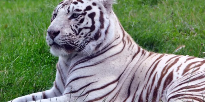 Selwo Zoos Open Registration for School Visits « Euro Weekly News