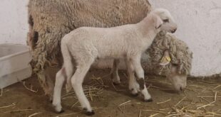 Spain produces its first genetically modified sheep to learn more about fertilisation in animals and humans