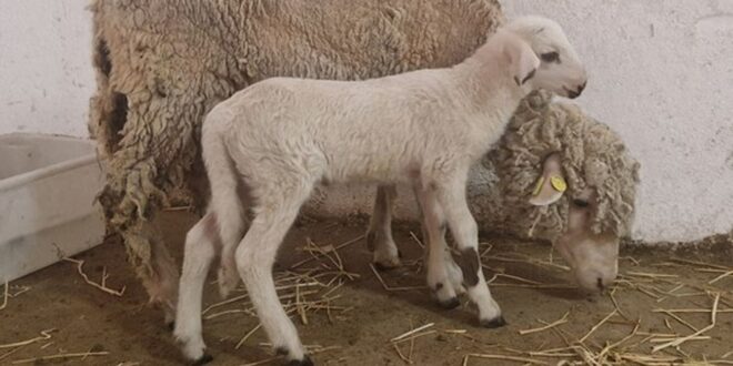 Spain produces its first genetically modified sheep to learn more about fertilisation in animals and humans