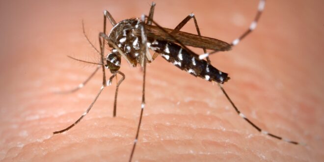 West Nile virus claims its fourth and fifth victims in Spain’s Andalucia this summer after two more deaths are recorded in Sevilla province