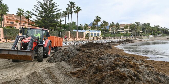 Marbella businesses tackle seaweed problem