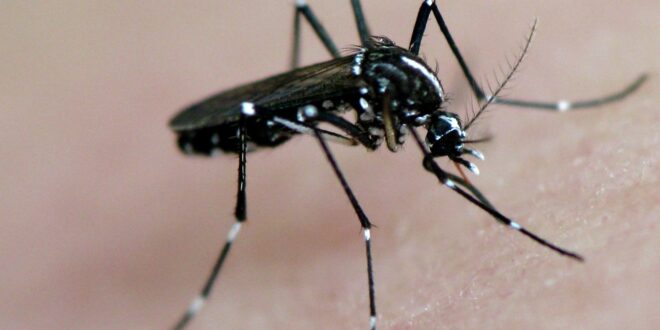 New West Nile virus case is detected in Sevilla: Town hall takes ‘urgent measures’