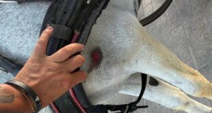 A visible injury on one of the donkey taxis, in an image circulated by Pacma.