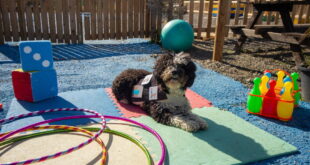 New home for dog therapy charity « Euro Weekly News - CSN