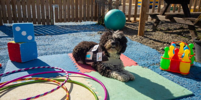 New home for dog therapy charity « Euro Weekly News - CSN