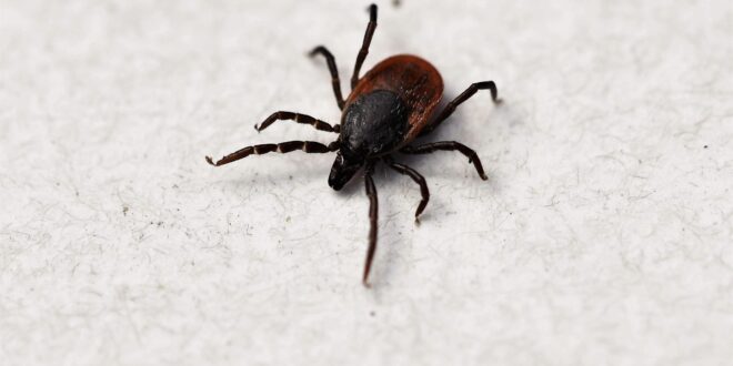 Health authorities in Spain call for calm after detecting possible case of tick-borne Crimean-Congo virus in Sevilla
