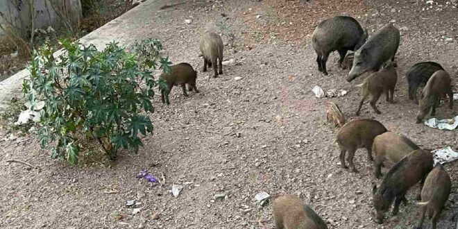 Wild boars dine out in Malaga « Euro Weekly News