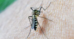 West Nile virus spreads in Spain's Andalucia as expat hotspot in Cadiz registers its first case - CSN