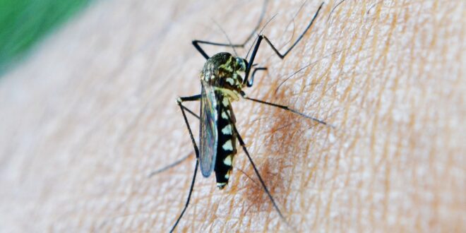 West Nile virus spreads in Spain's Andalucia as expat hotspot in Cadiz registers its first case - CSN