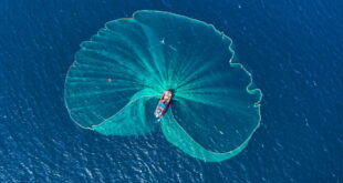 Jellyfish invasion takes toll « Euro Weekly News - CSN