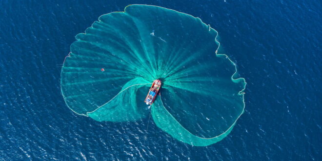 Jellyfish invasion takes toll « Euro Weekly News - CSN