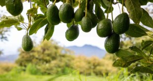 Avocados are costing us « Euro Weekly News