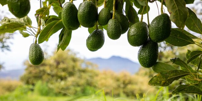 Avocados are costing us « Euro Weekly News