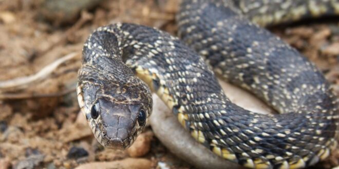 Hiker, 19, is airlifted to hospital in Spain after being bitten by a snake - CSN
