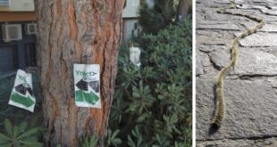 Estepona fights processionary caterpillars - CSN News