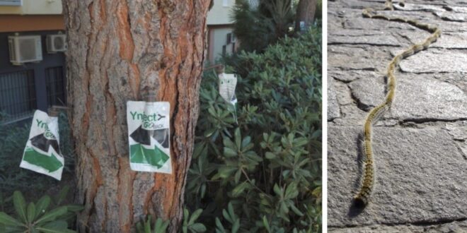 Estepona fights processionary caterpillars - CSN News
