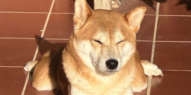 Owner Climbs Wall to Rescue Dog in Estepona - CSN News