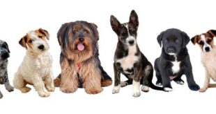 Strut with your pup: SAT Animal Rescue’s charity walk - CSN News