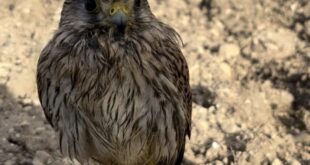 20 years of wildlife care - CSN News