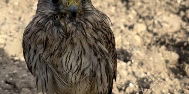 20 years of wildlife care - CSN News
