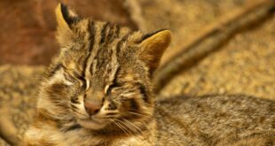 Cry for Help: Andalusian Wildcats on the Brink of Extinction! - CSN News