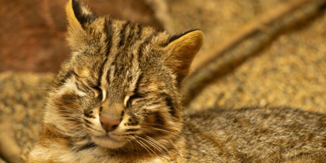 Cry for Help: Andalusian Wildcats on the Brink of Extinction! - CSN News