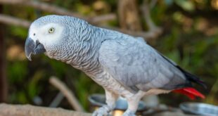 Beloved parrot desperately sought - CSN News