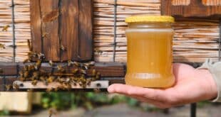 A hive and kicking: Bee garden buzzes back to Elviria with organic goodies! - CSN News