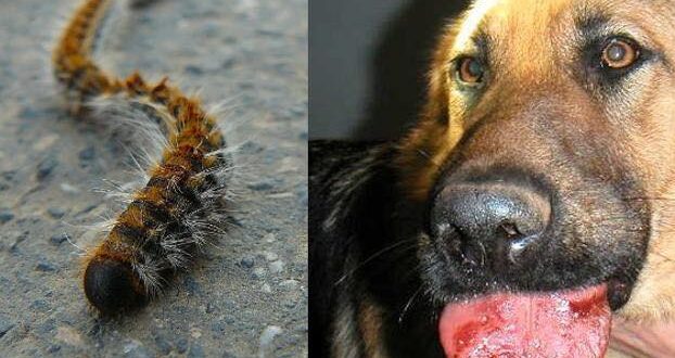 ‘Dog-Killer’ Caterpillars Invading Spain - CSN News