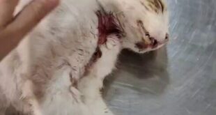 Outrage after local who shot two shelter cats to death on Spain’s Costa Blanca avoids jail