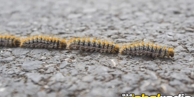 Costa Del Sol Caterpillar Warning - CSN News