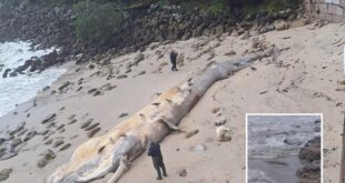Dead 15-metre whale and dolphins wash up on shores of Spain during brutal Storm Kirk - CSN