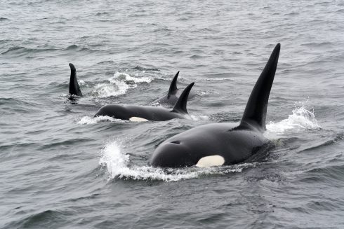 Orcas sink yacht off the coast of Spain: Passengers suffer harrowing 45 minute attack by a pod of killer whales - CSN News