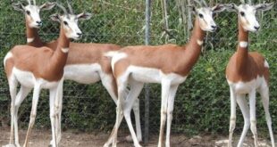 Outrage in southern Spain as music festival is blamed for deaths of endangered gazelles - CSN News