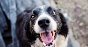 Paw-some Pairings: How Málaga’s Elderly and Stray Pets Are Teaming Up Together. - CSN News
