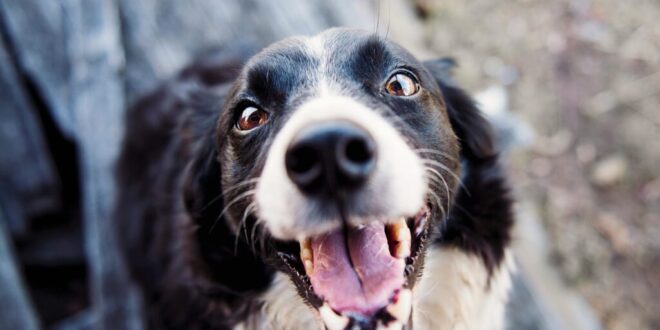 Paw-some Pairings: How Málaga’s Elderly and Stray Pets Are Teaming Up Together. - CSN News