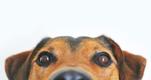 Spanish Pet Shops Furious After €200k Fine Clampdown: Spain’s New Fines for Selling Dogs, Kittens, and Ferrets. - CSN News