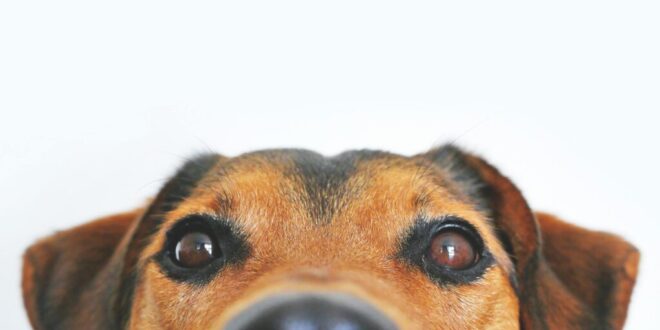 Spanish Pet Shops Furious After €200k Fine Clampdown: Spain’s New Fines for Selling Dogs, Kittens, and Ferrets. - CSN News