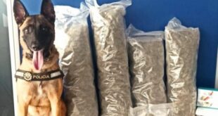 Spanish police dog proudly poses with huge marijuana haul after catching ‘trafficker’ in Alicante