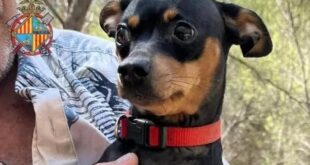 That dog is mine! - CSN News